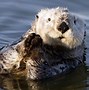 Image result for Sea Otter Cute Animals