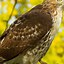 Image result for Red-tailed Hawk