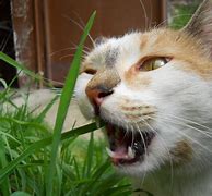 Image result for 100 Funny Cat