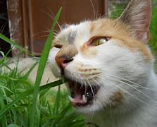 Image result for Cat Funnies