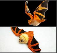 Image result for Toy Bat with Butterfly Wings