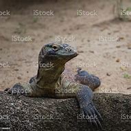 Image result for The Biggest Lizard in the World