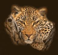 Image result for Cheetah Oil Painting