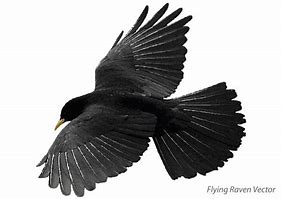 Image result for Flying Raven Vector