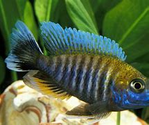 Image result for Peacock African Cichlid Fish