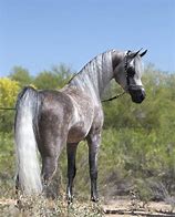 Image result for Beautiful Most Arabian Horse