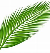 Image result for Cartoony Palm Leaf Texture