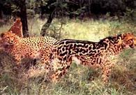 Image result for Woolly Cheetah
