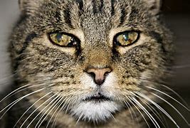 Image result for Printable Cat Face