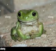 Image result for Dumpy Tree Frog Smiling