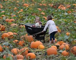 Image result for Family Pumpkin Patch