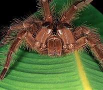 Image result for Goliath Spider