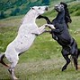 Image result for Fighting Styles Based On Animals