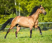Image result for Rare Wild Horses