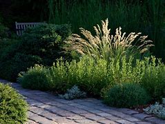 Image result for Stipa calamagrostis