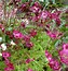 Image result for Saxifraga Yellow Melba