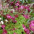 Saxifraga x megaseiflora Florence-साठीचा प्रतिमा निकाल