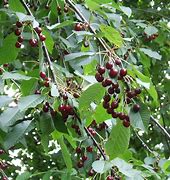 Image result for Prunus avium Bradbourne Black