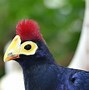 Image result for Ross's Turaco