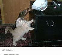 Image result for Super Funny Cat Memes