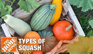 Image result for Different Types of Squash Ball