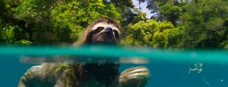 Image result for Water Sloth