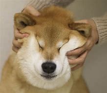 Image result for Cute Puppy Squish
