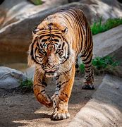 Image result for Los Angeles Zoo Tiger