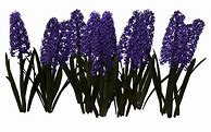 Image result for Hyacinth Flower Pronunciat