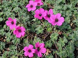 Image result for Geranium cinereum subcaulescens