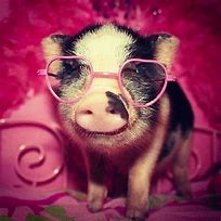 Image result for Funny Animals Wearing Glasses