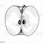 Image result for An Apple Cut in Half
