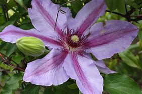 Image result for Clematis Purple Haze