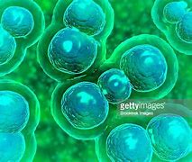 Image result for Chlamydia Transmission