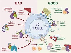 Image result for Gamma Delta T Cells