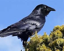 Image result for Raven vs a Crow