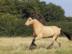 Image result for Riding Horse Breeds