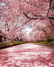 Image result for Beautiful Tokyo Pictures