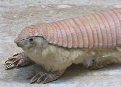 Image result for Minecraft Armadillo Memes