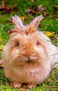 Image result for Cute Fluffy Rabbits