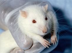 Image result for Bald Rat Cute