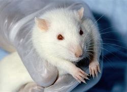 Image result for rat