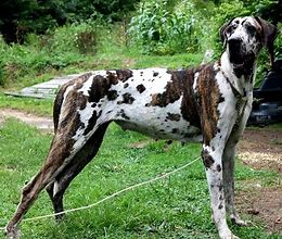 Image result for What Do Great Danes Look Like