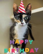 Image result for Birthday Cat PFP
