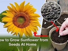 Image result for Sunflower Flower Seeds