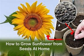 Image result for Sunflower From Seed