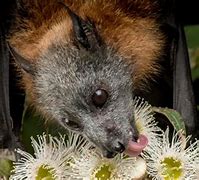 Image result for Angry Flying Foxes