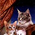 Image result for Vintage Cat Prints