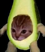 Image result for Apple Cat Meme