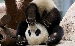 Image result for Panda Bebé